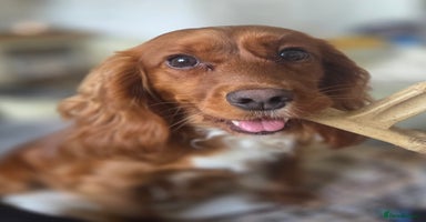 Cocker Spaniel dogs - Advert 5