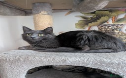 Mixed Breed cats for sale: Free Beautiful Young Female Cat for a new home - Advert 3