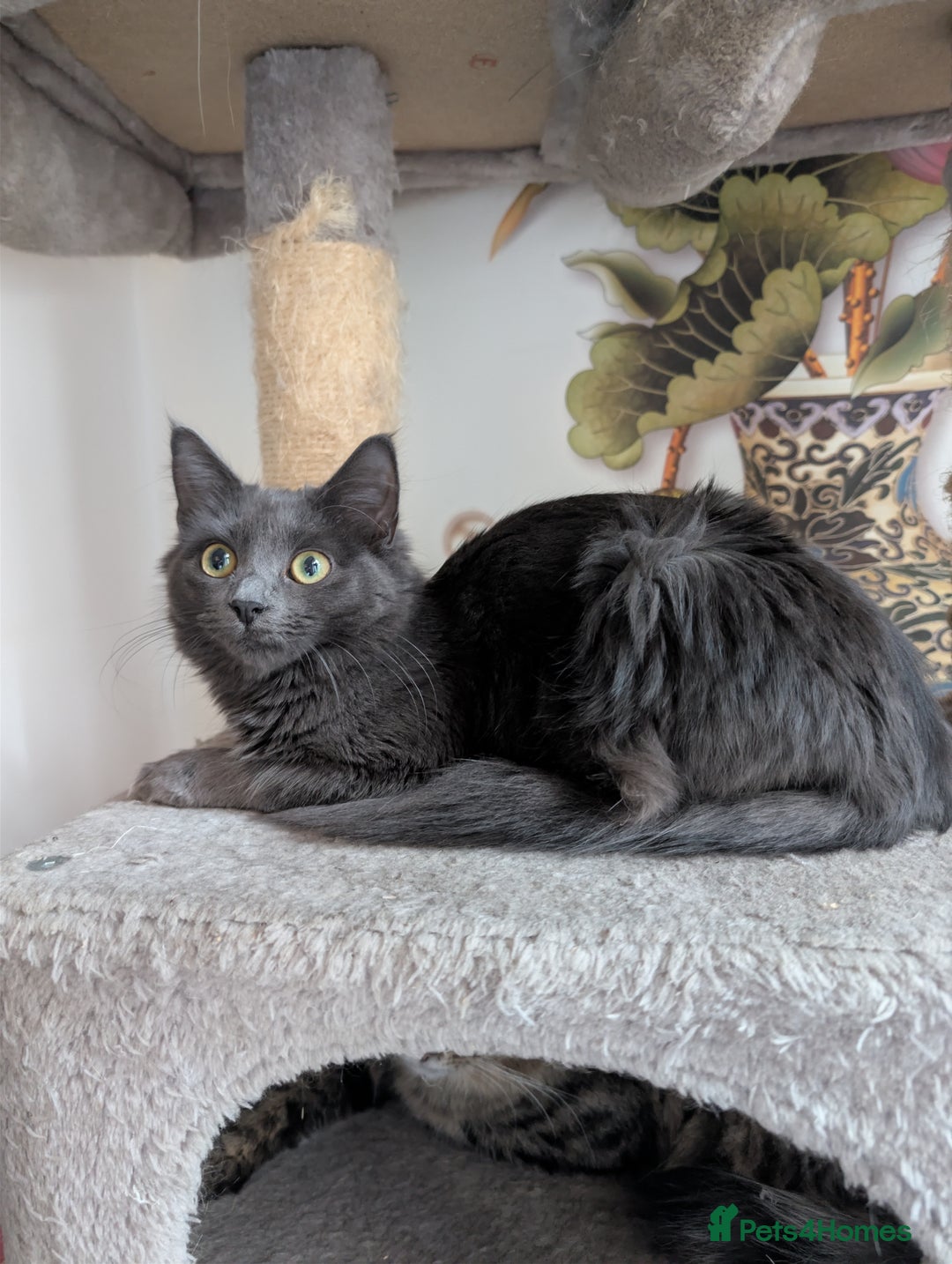 Mixed Breed cats for sale: Free Beautiful Young Female Cat for a new home - Advert 3