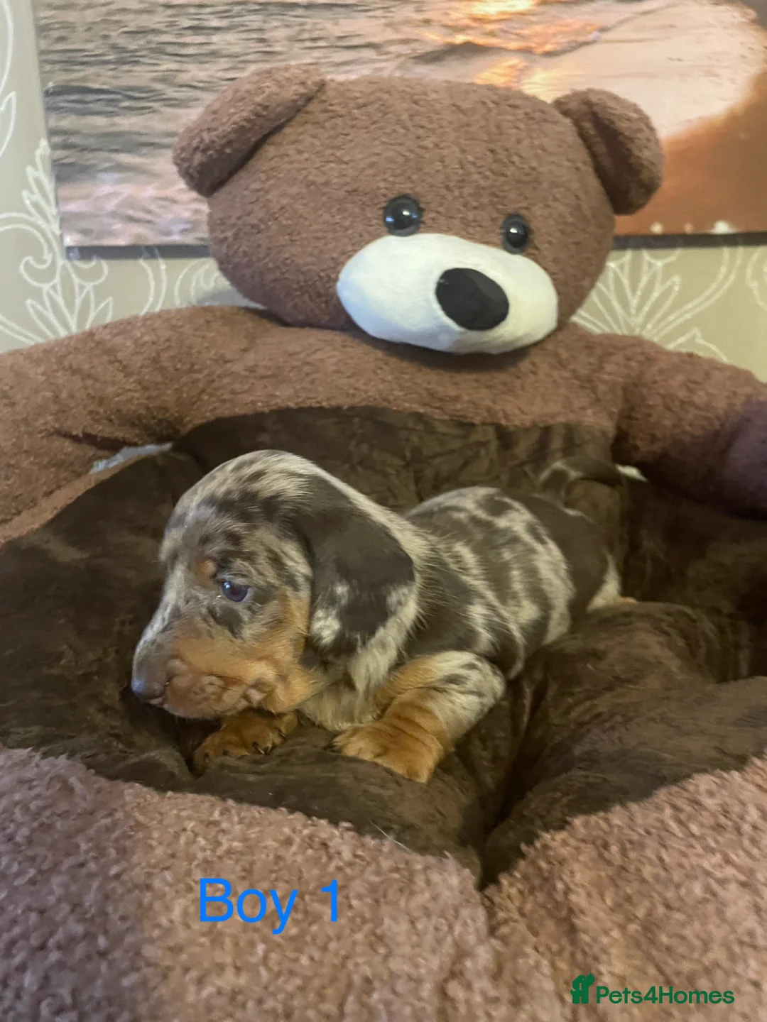 Miniature Dachshund dogs for sale: Miniature dapple piebald puppies - Advert 11