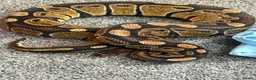 Python Snake reptiles for sale: Ball python  - Advert 3
