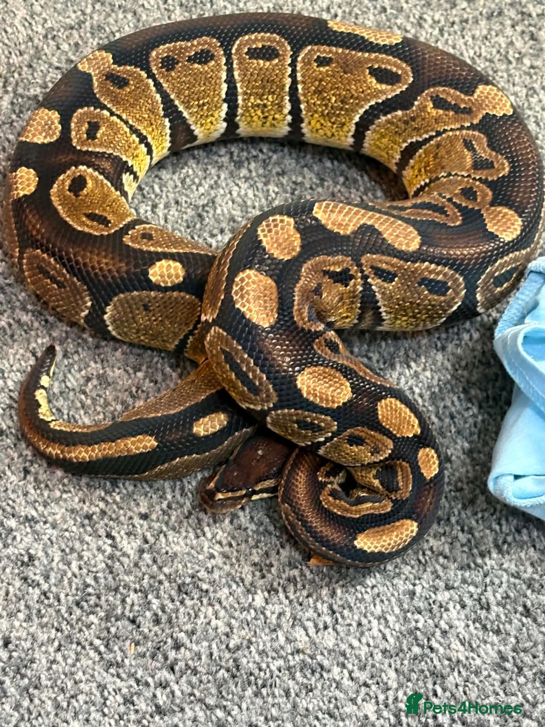Python Snake reptiles for sale: Ball python  - Advert 3