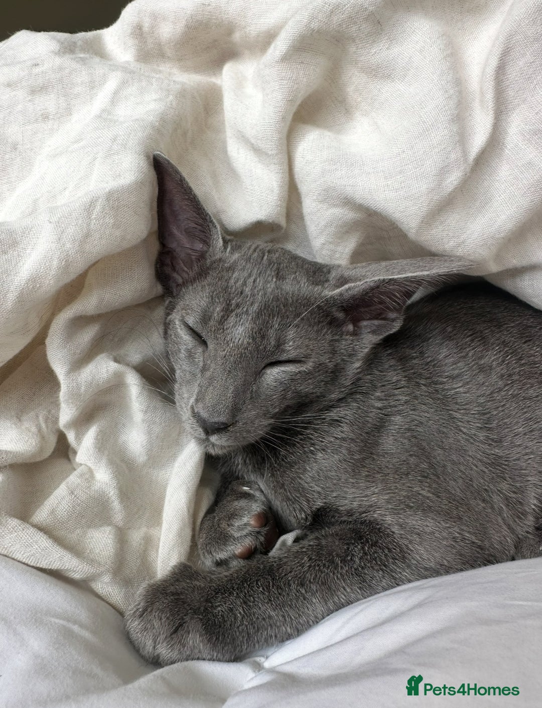 Oriental cats for sale: Beautiful Oriental Blue Boy 11mths old  - Advert 4