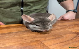 Chinchilla rodents for sale: Medium Tan Lovely Female Chinchilla for sale - Advert 7