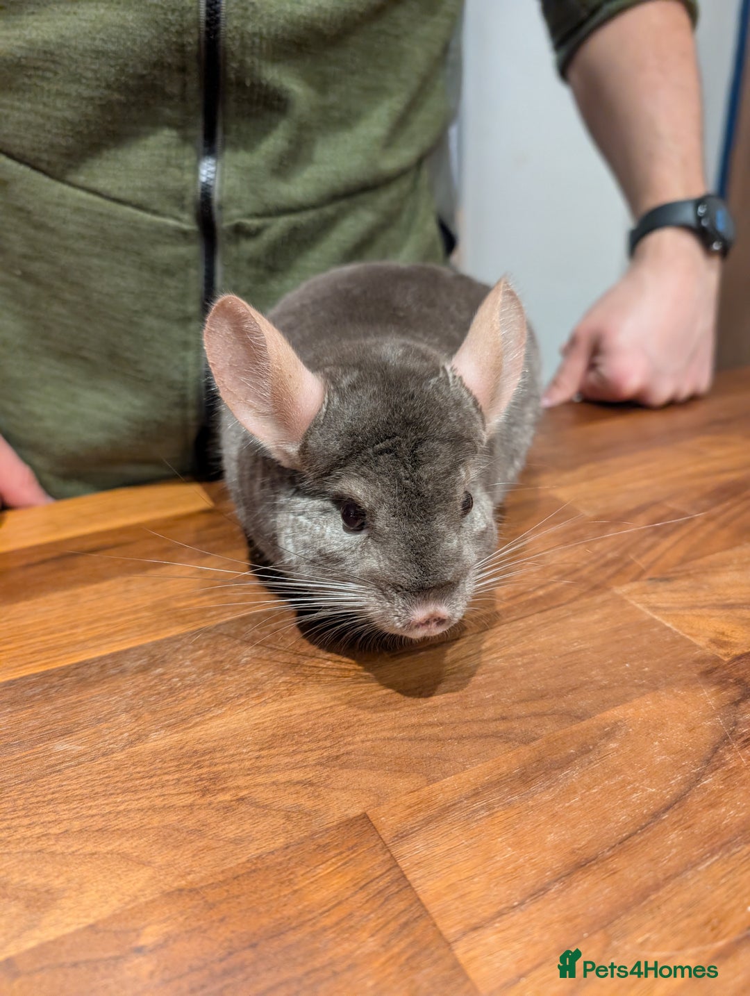Chinchilla rodents for sale: Medium Tan Lovely Female Chinchilla for sale - Advert 7
