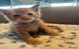 Mixed Breed cats for sale: Kittens for sale  - Image 12