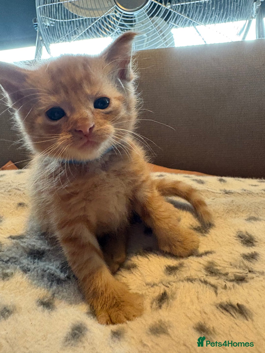 Mixed Breed cats for sale: Kittens for sale  - Image 12