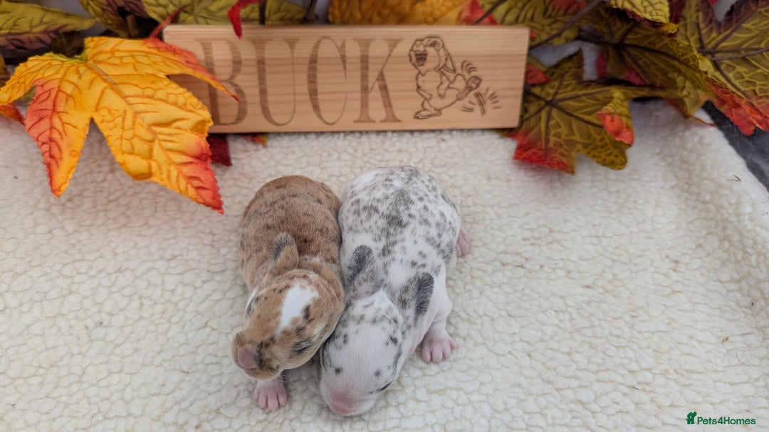 Rex rabbits for sale: Mini rex waiting list open  - Image 4