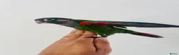 Conures birds for sale: Hand reared conure for sale  - Advert 9
