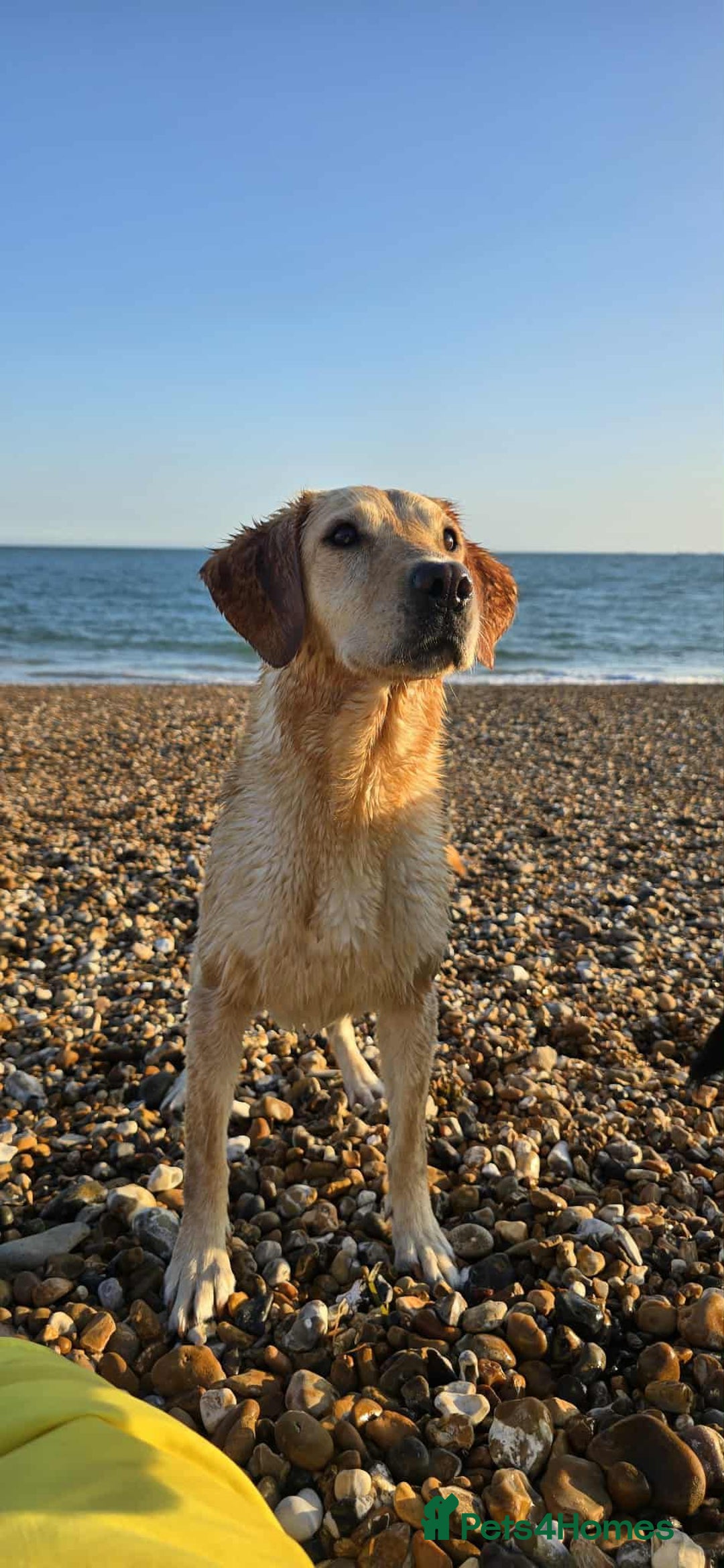 Mixed Breed dogs for sale: Labrador x Patterdale Puppies - Image 14