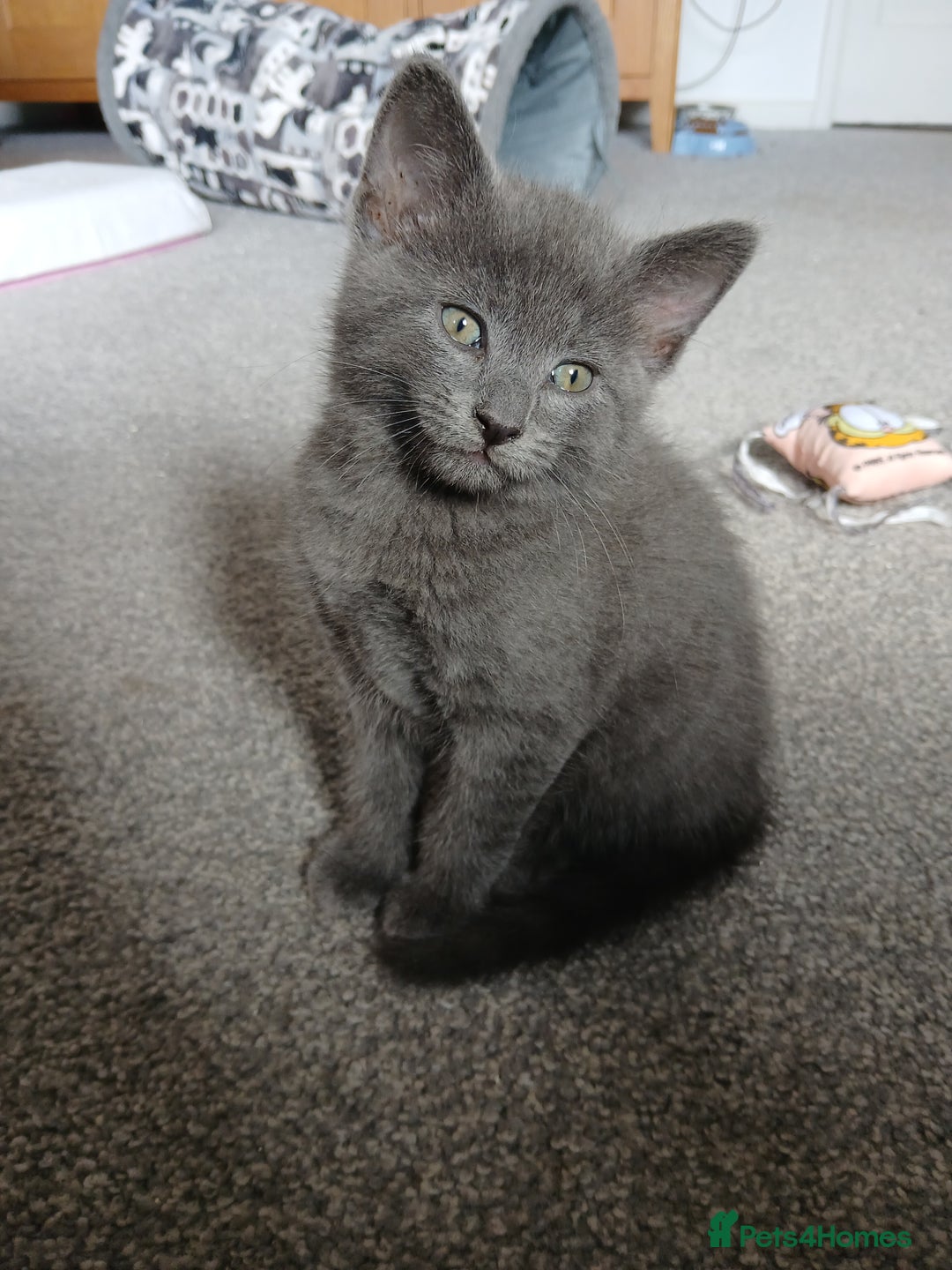 Mixed Breed cats for sale: Kittens  - Image 10