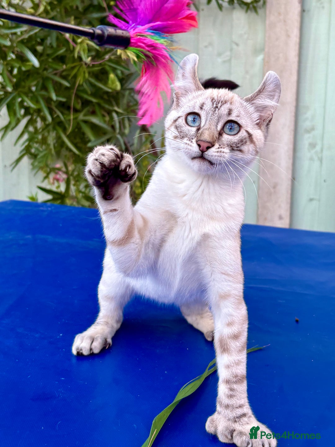 Keetso cats for sale: Wild looking polydactyl curled eared snow leopard  - Image 3