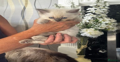 Ragdoll cats - Advert 16