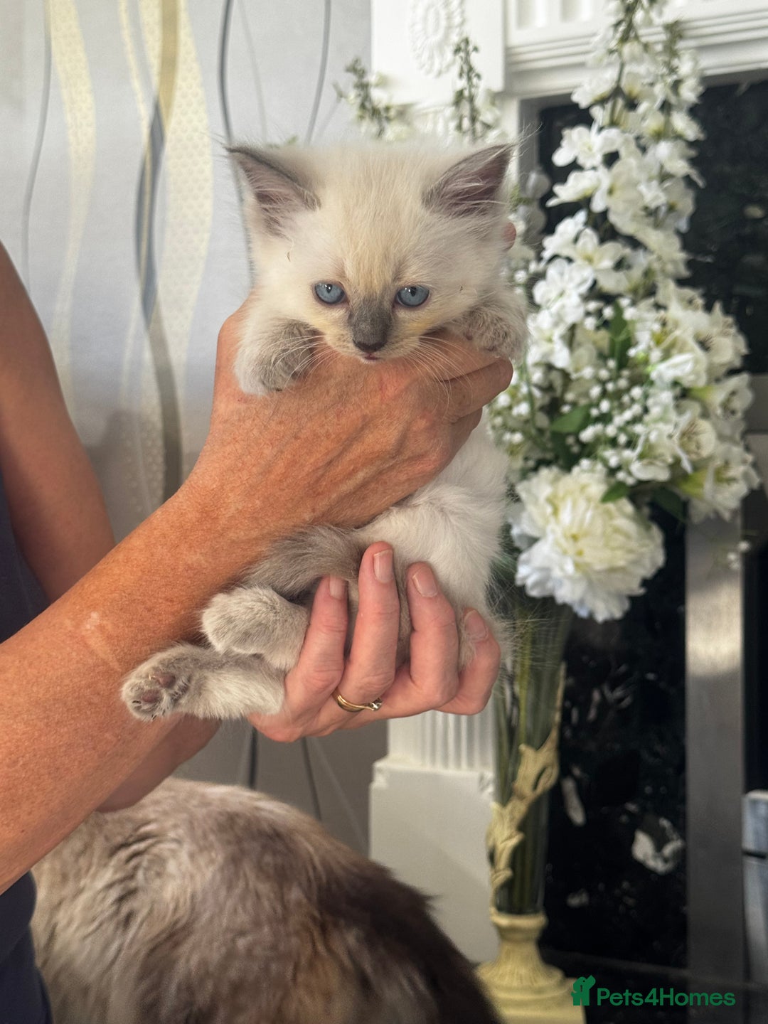 Ragdoll cats for sale: 7 Beautiful Pure Ragdolls for sale - Image 3