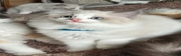 Ragdoll cats for sale: Stunning Ragdoll kittens .TICA registered  - Advert 6