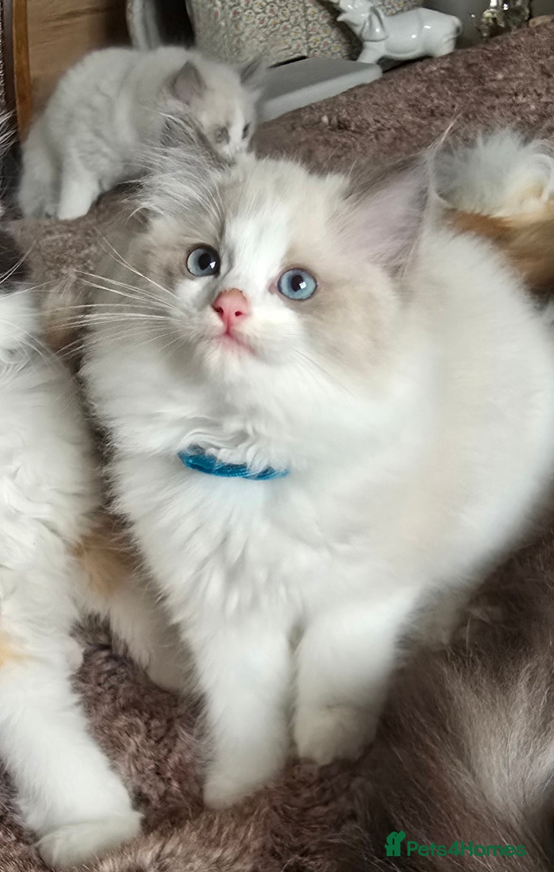 Ragdoll cats for sale: Stunning Ragdoll kittens .TICA registered  - Advert 6