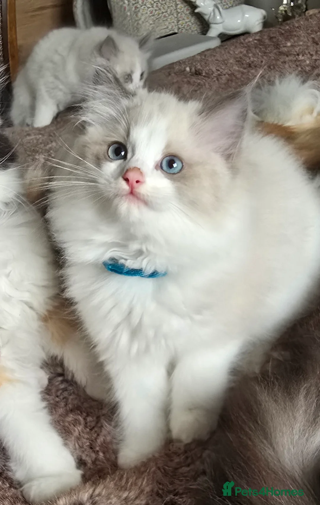 Ragdoll cats for sale: Stunning Ragdoll kittens .TICA registered  - Advert 11