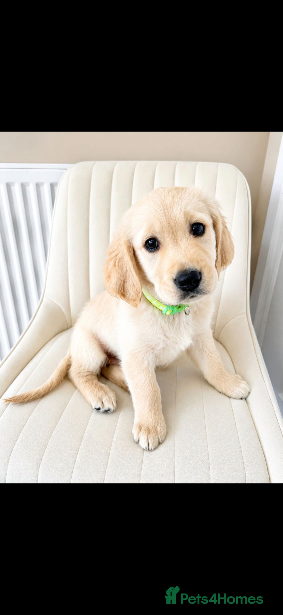 Golden Retriever dogs 2 gorgeous male puppies - Advert 1