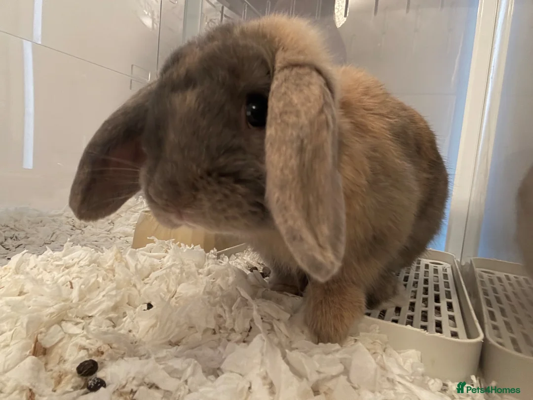 Dwarf Lop rabbits for sale: Grey/Mixed Lop Bunny Rehomed - Advert 2