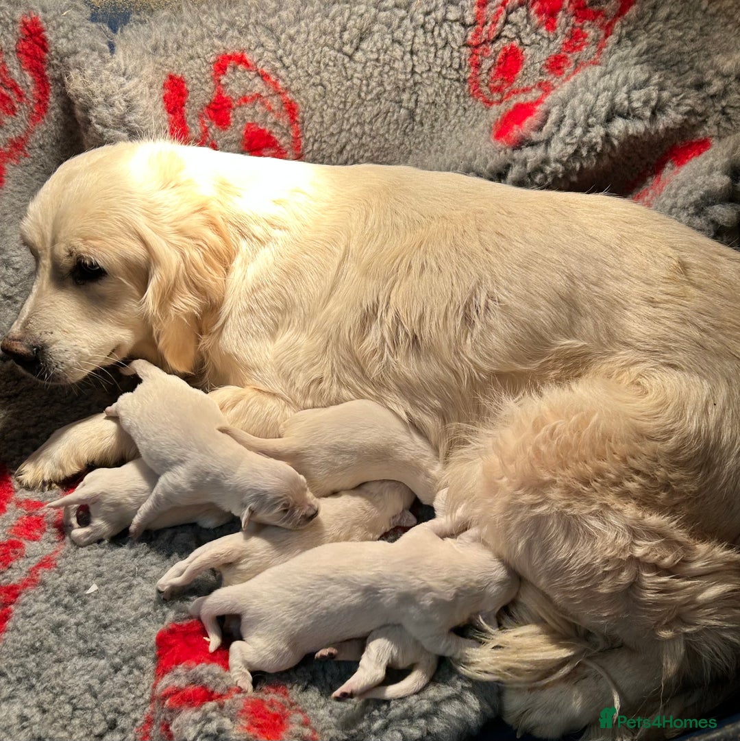 Golden Retriever dogs for sale: Old English cream golden retrievers  - Image 16