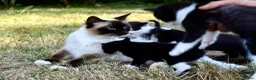 Ragdoll cats for sale: THE MOST BEAUTIFUL KITTENS  - Advert 1