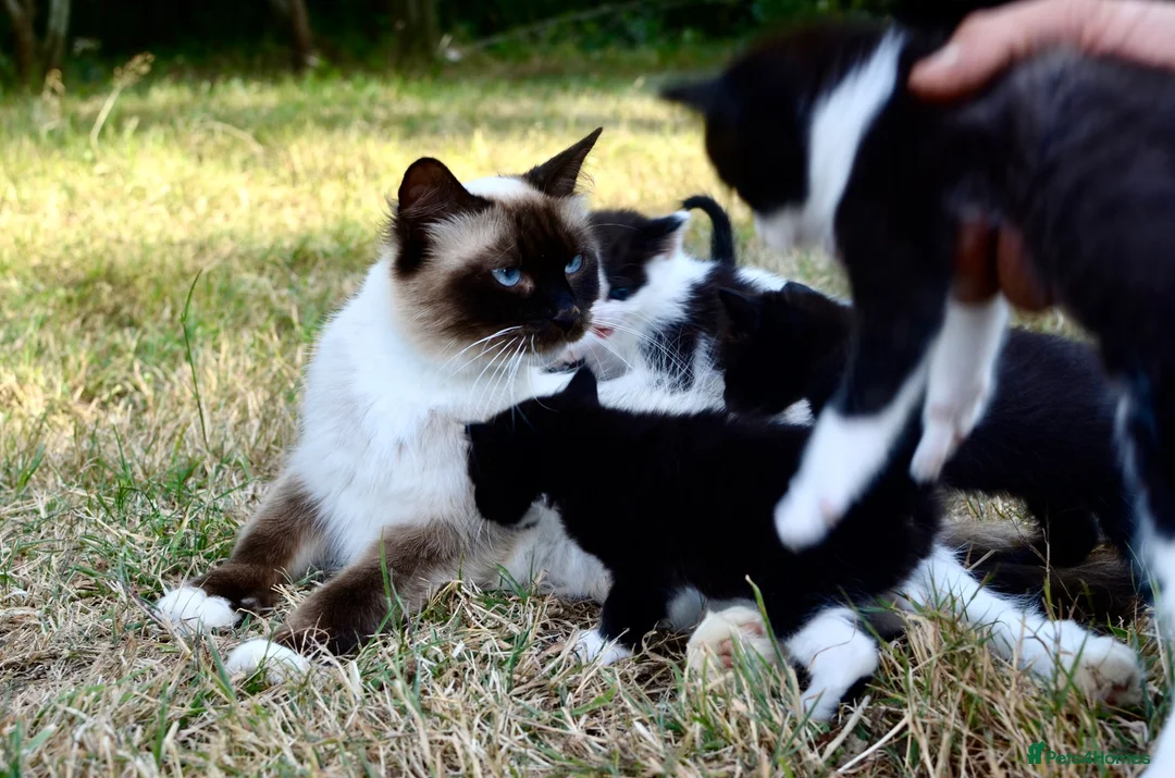 Ragdoll cats for sale: THE MOST BEAUTIFUL KITTENS  - Advert 1