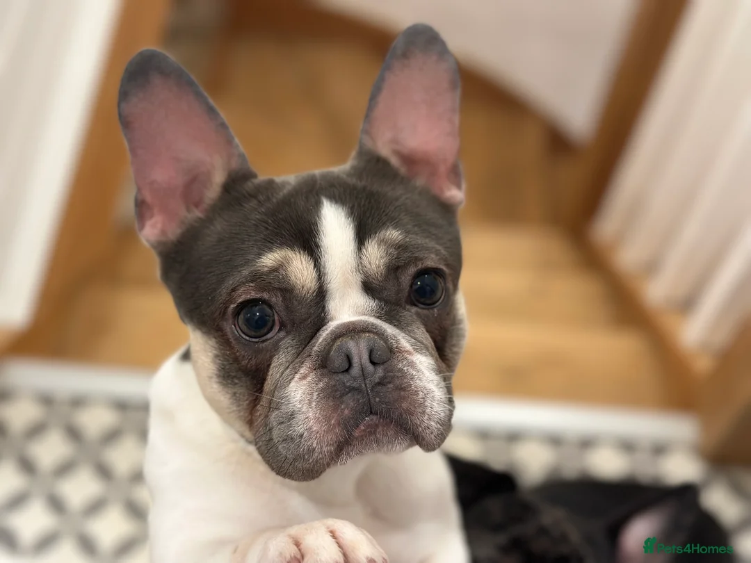 French Bulldog dogs for sale: 2 year old French Bulldog  - Advert 1