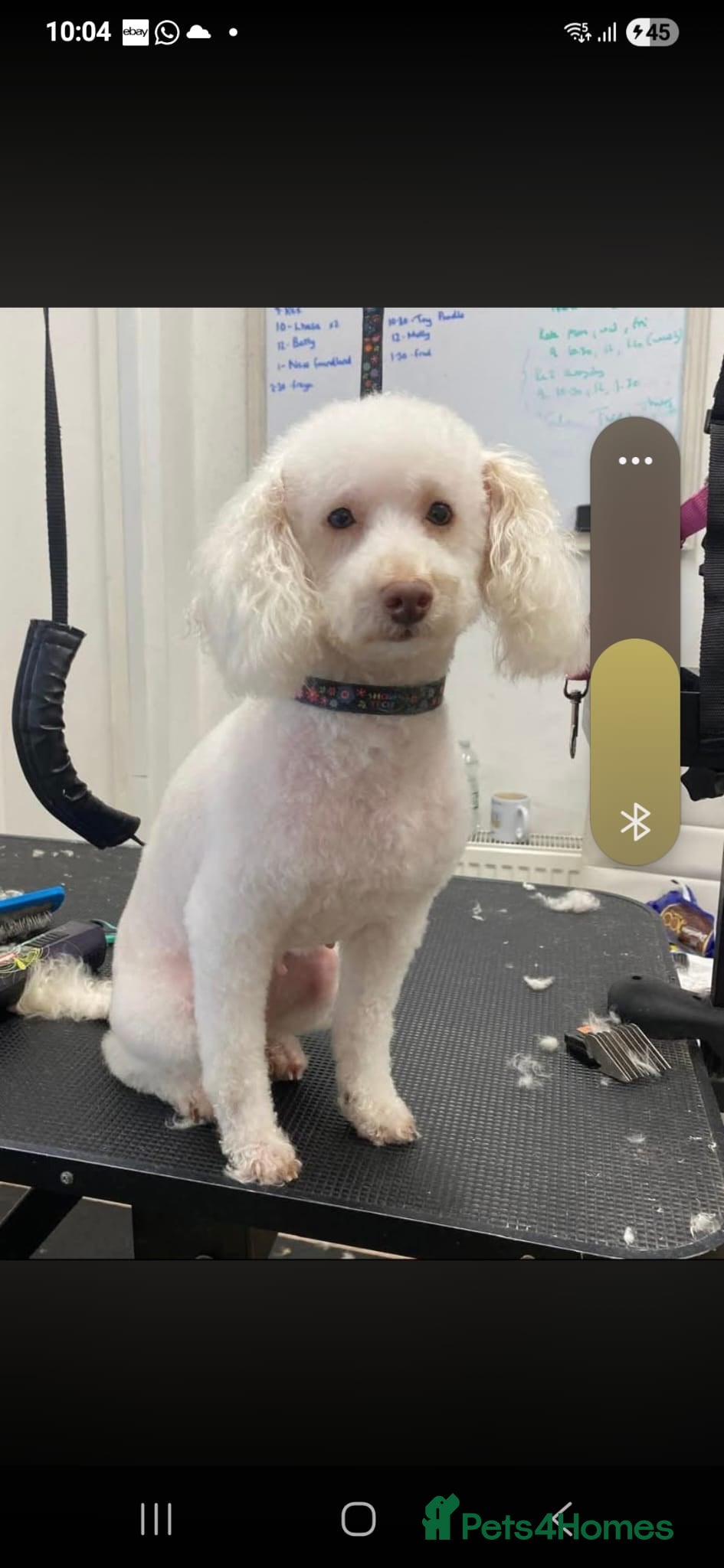 Cockapoo dogs Miniture cockapoos Miniture poodle  - Advert 5