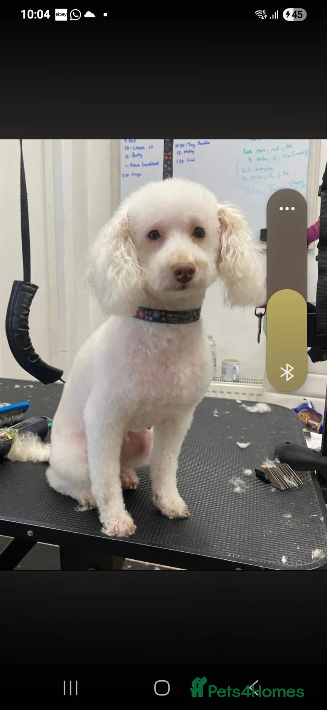 Cockapoo dogs for sale: Miniture cockapoos Miniture poodle  - Advert 1