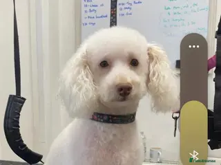 Cockapoo dogs Miniture cockapoos Miniture poodle - Advert 5