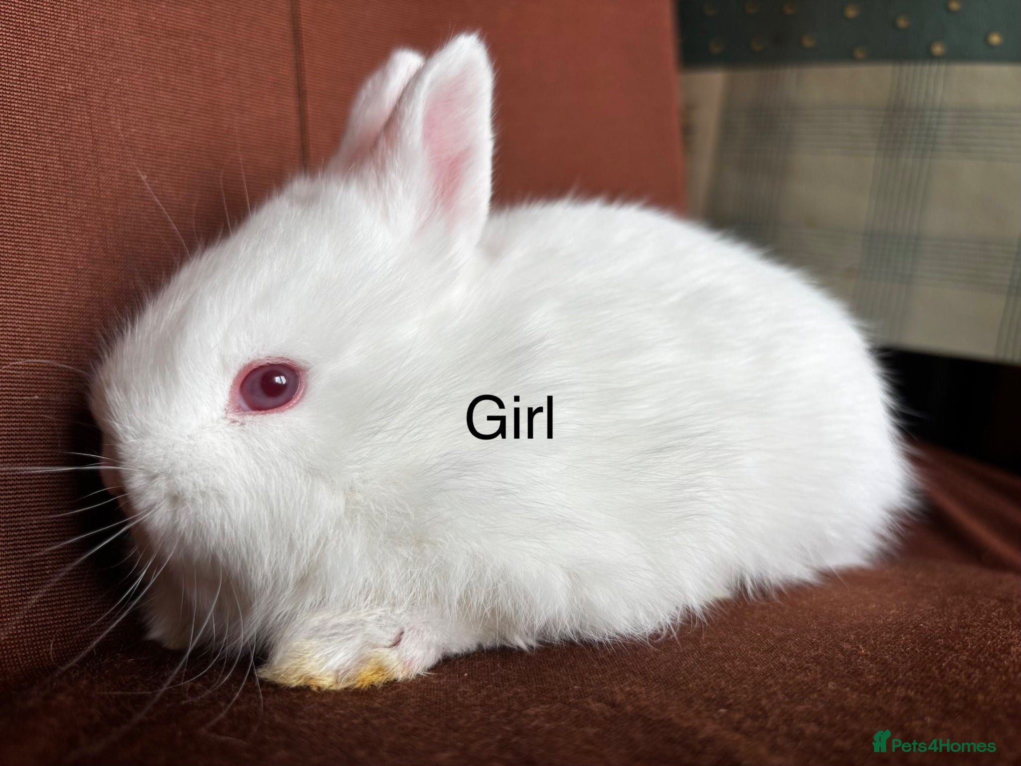 Netherland Dwarf rabbits Baby Bunnies for rehoming - Advert 10