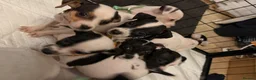Jack Russell dogs for sale: Jack Russell puppies  in Epsom - Advert 4