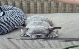 French Bulldog dogs for sale: Ralphie 12 week old French Bulldog - Image 15
