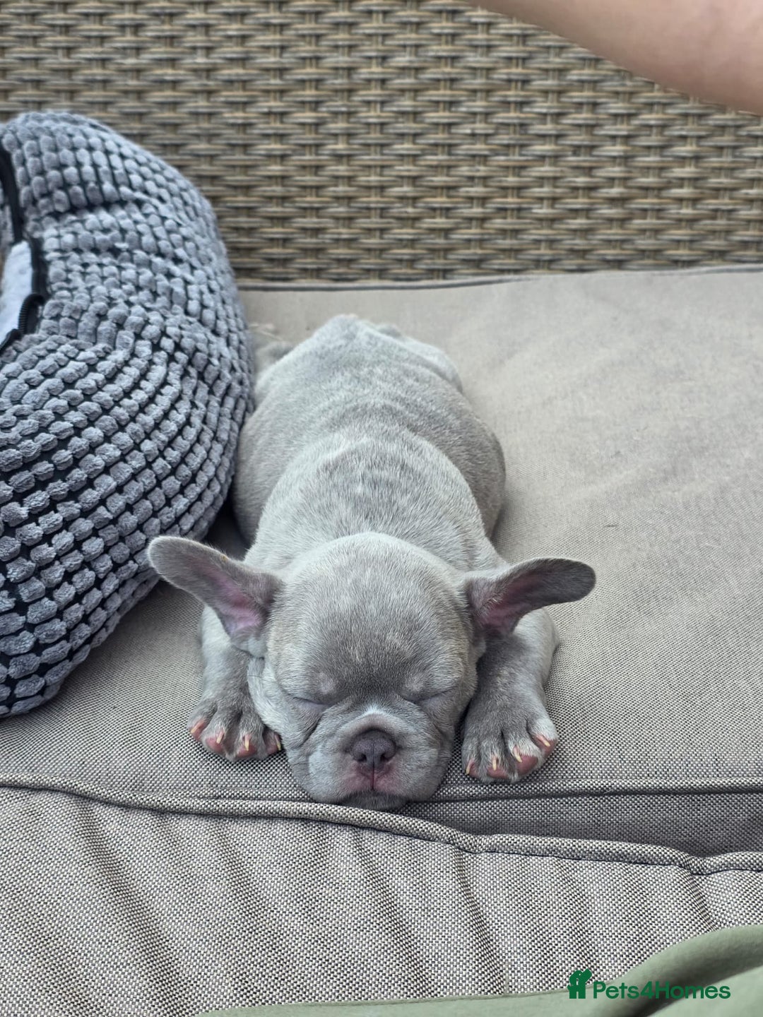 French Bulldog dogs for sale: Ralphie 12 week old French Bulldog - Image 15