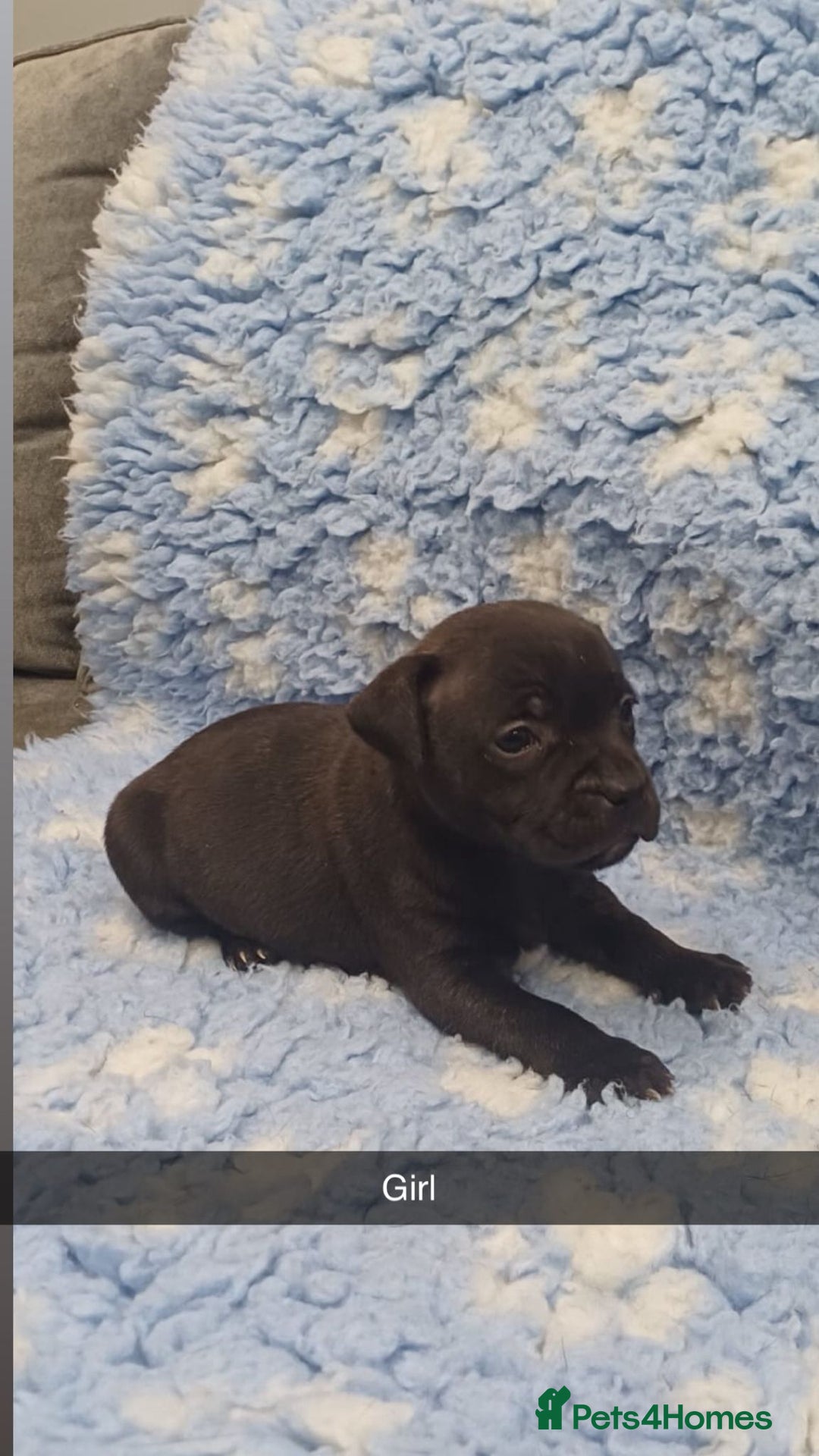 Staffordshire Bull Terrier dogs for sale: Stunning short stocky staffys  - Advert 4