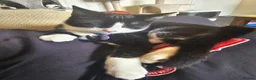 Domestic Shorthair cats for sale: Tuxedo shorthair male Kitten - Advert 2