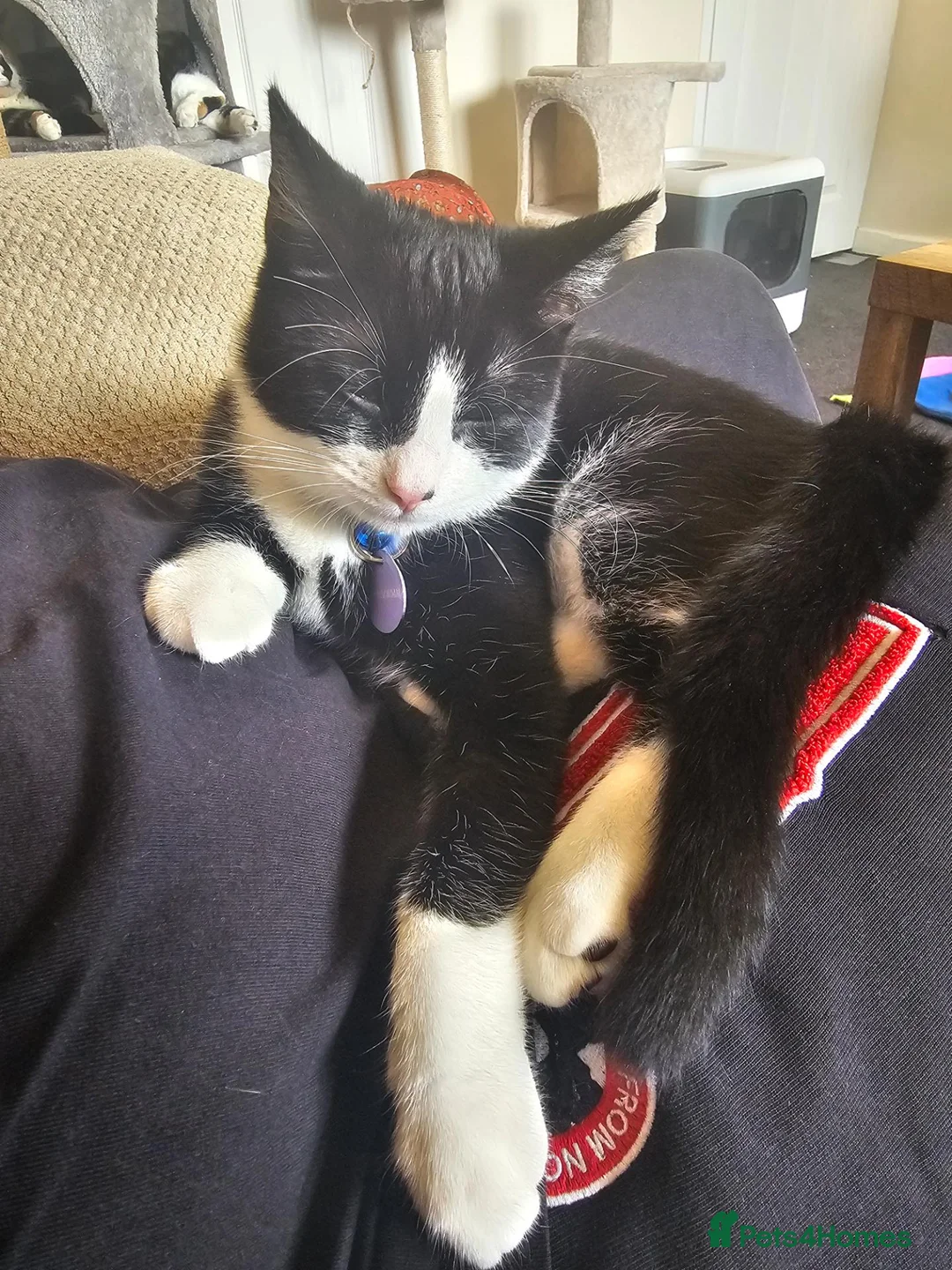 Domestic Shorthair cats for sale: Tuxedo shorthair male Kitten - Advert 2