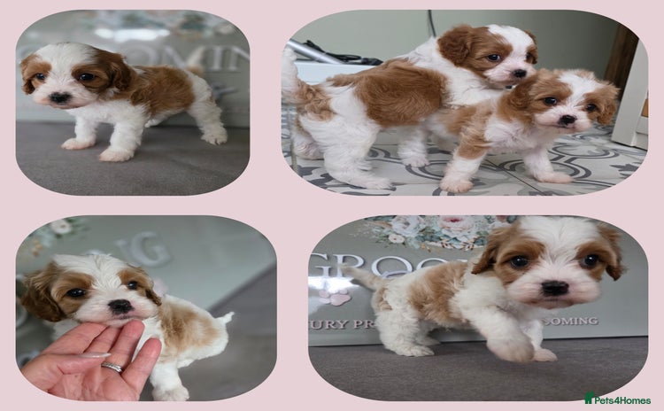 Cavapoo dogs - Advert 1