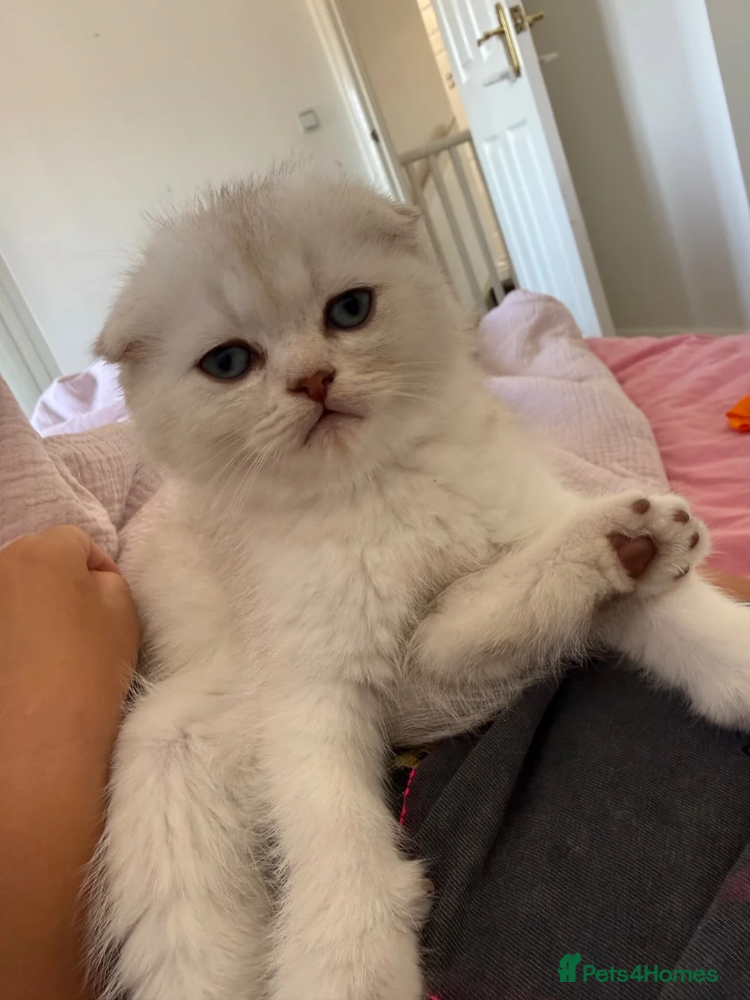 Scottish Fold cats for sale: Scottish fold TICA registered - Advert 1