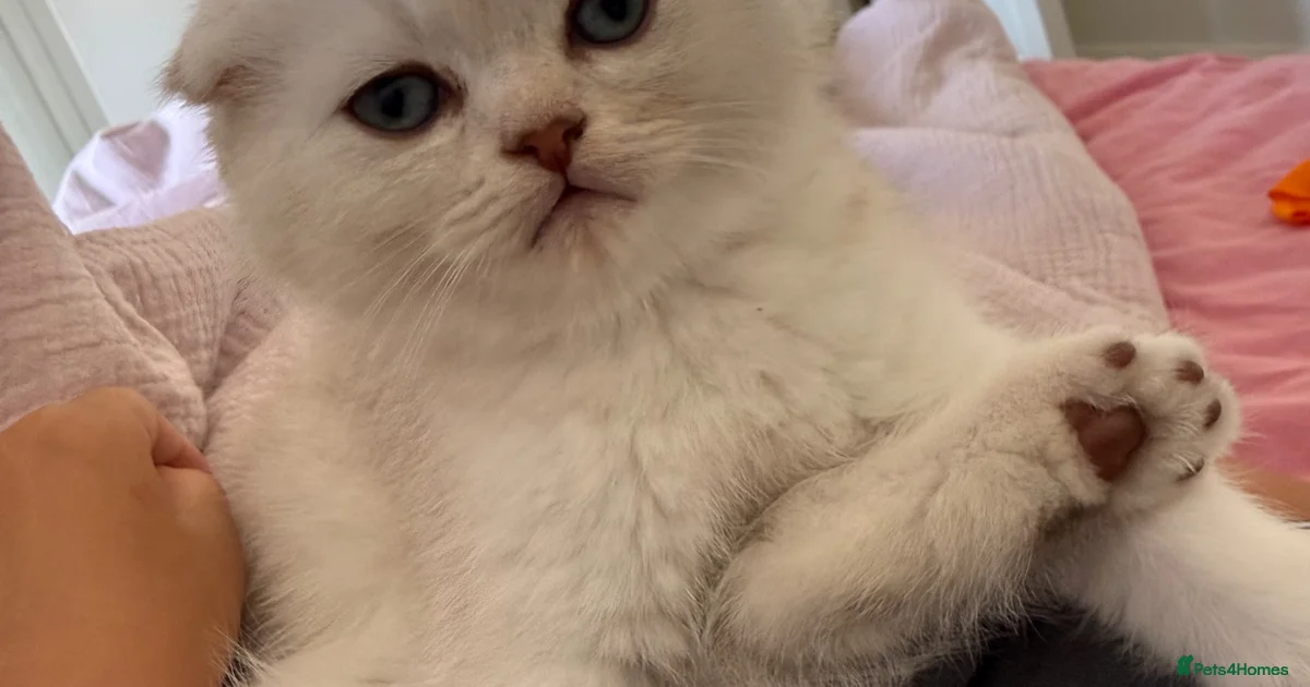 Kittens For Sale In Peterborough Pets4Homes kittens-for-sale-in-peterborough-pets4homes