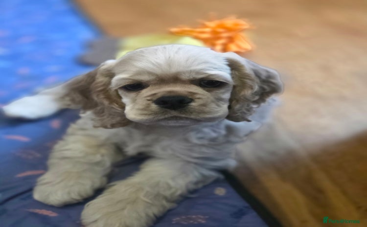 American Cocker Spaniel dogs - Advert 3