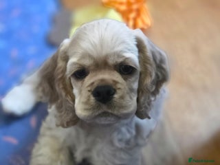American Cocker Spaniel dogs - Advert 3
