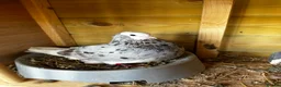 Pigeons birds for sale: Quality pigeons for sale  - Advert 6