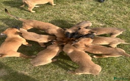 Belgian Shepherd Dog dogs for sale: KC registered Belgian Malinois Puppies - Image 9