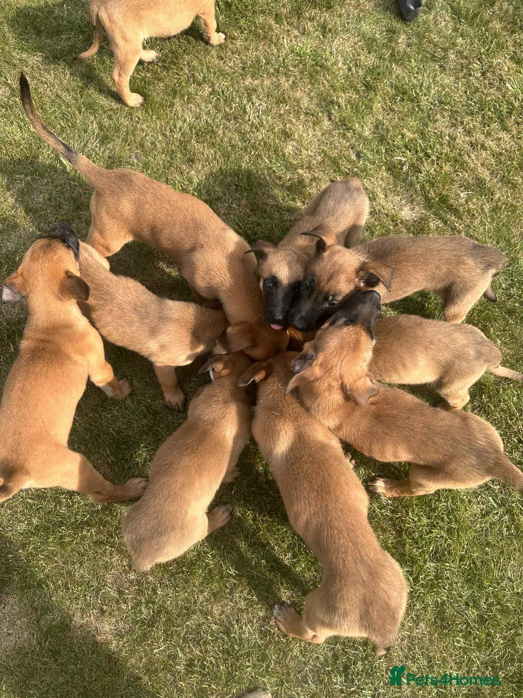 Belgian Shepherd Dog dogs for sale: KC registered Belgian Malinois Puppies - Image 9