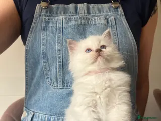 Ragdoll cats Beautiful Blue Point Ragdoll Kittens - Advert 1