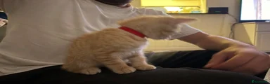 British Shorthair 1