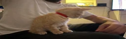 British Shorthair cats for sale: Beautiful ginger striped kittens in Polegate - Advert 7
