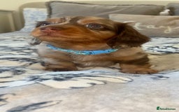 Miniature Dachshund dogs for sale: KC Championship line miniature dachshunds  - Image 21