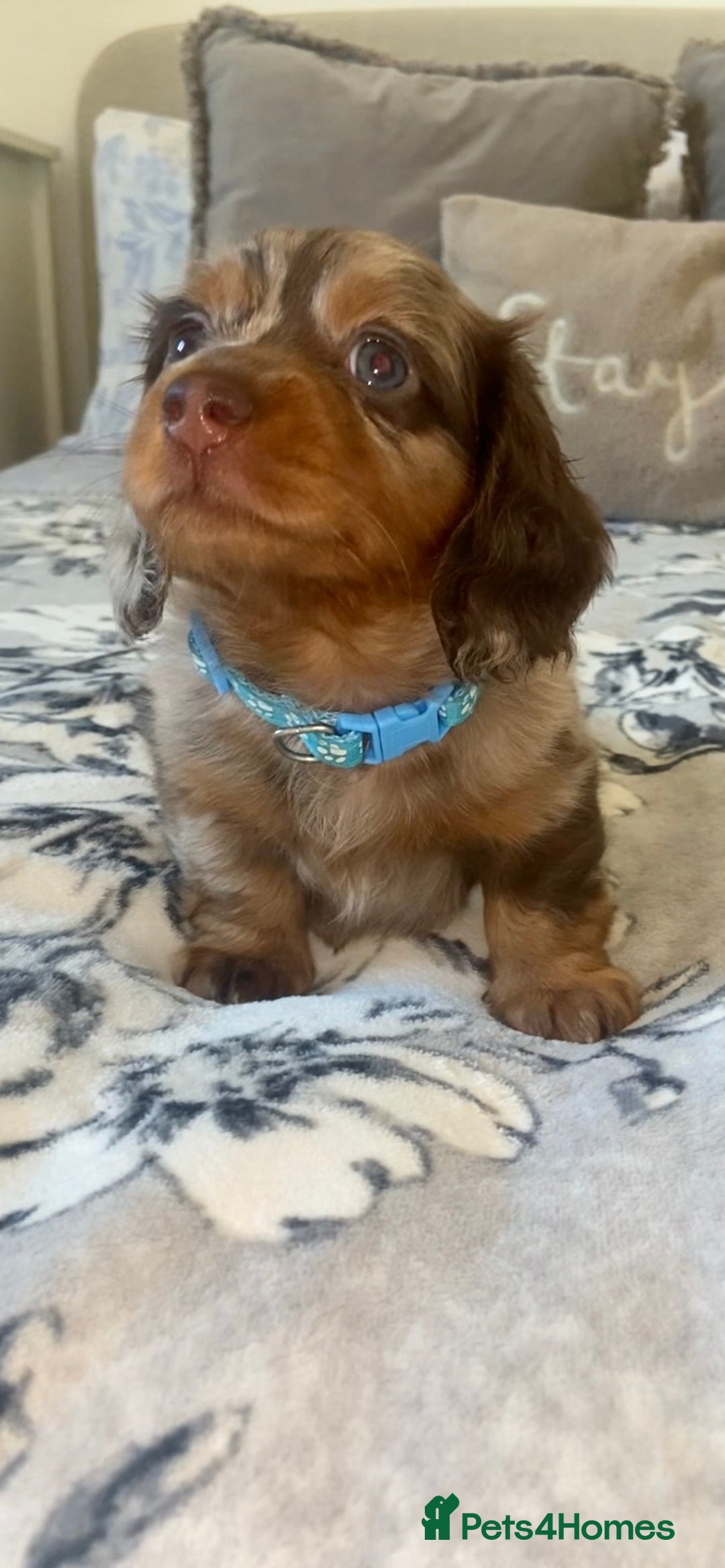 Miniature Dachshund dogs for sale: KC Championship line miniature dachshunds  - Image 21
